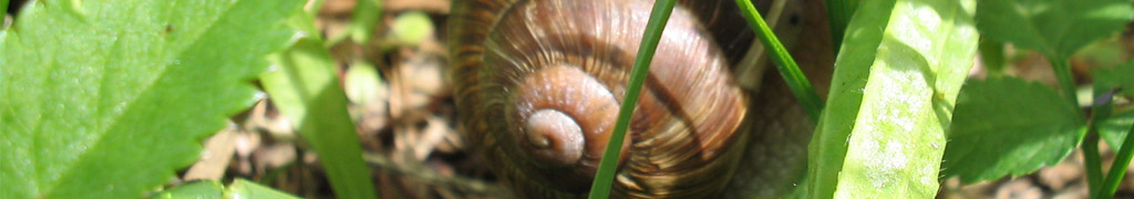 moving snail